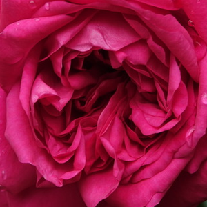 Vrtnica intenzivnega vonja - Roza - Laguna® - 